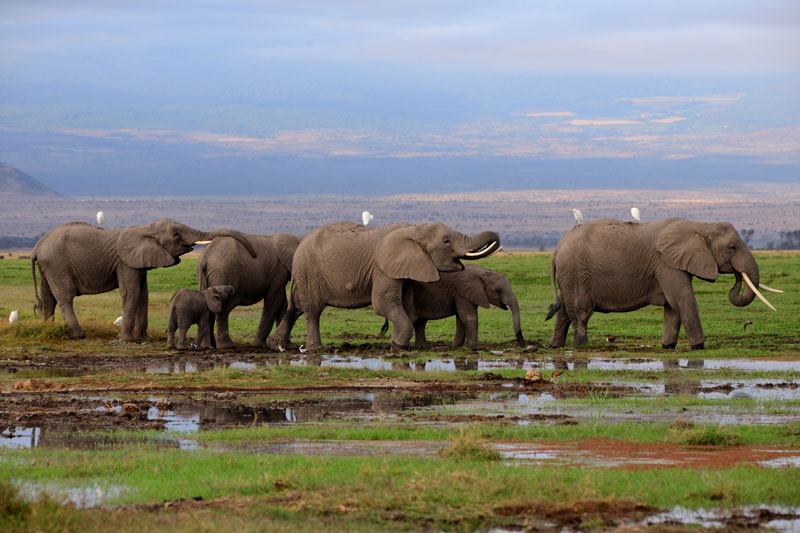Amboseli national Park