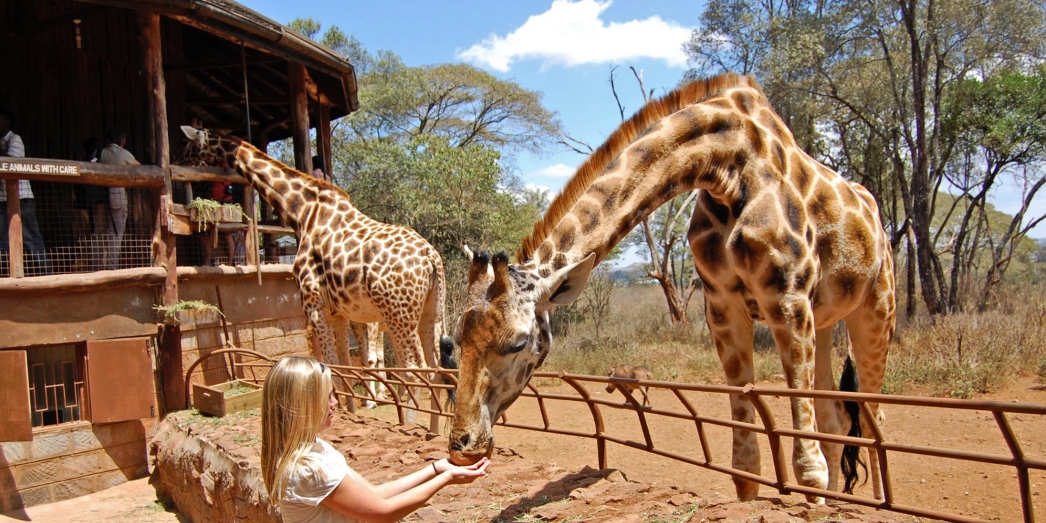 Giraffe Center Tour